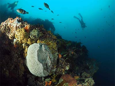SCUBA Diving Charters